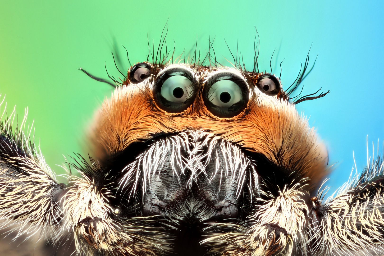 Z očí do očí Nechte se hypnotizovat pohledem pavouků 100+1