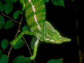 chameleon