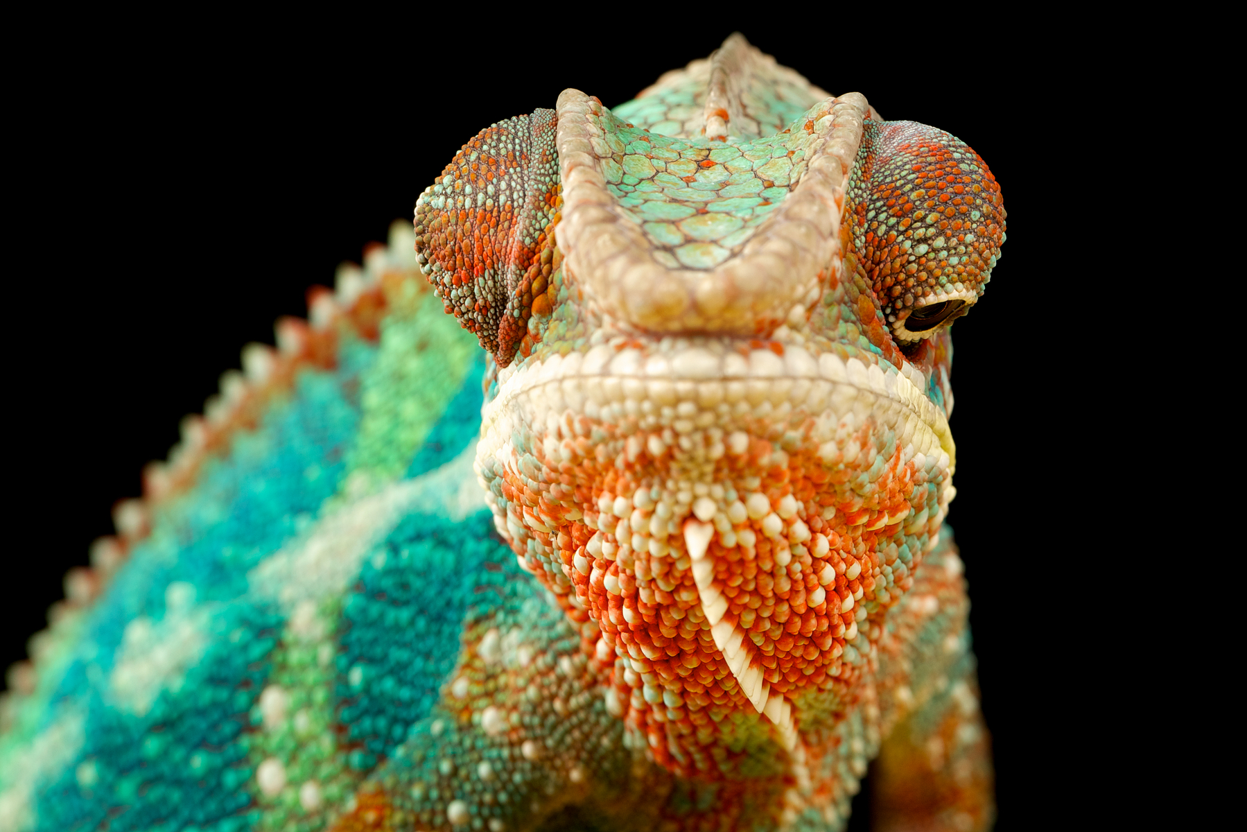 chameleon