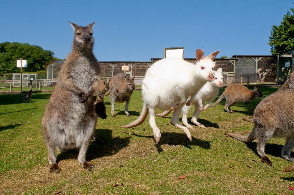 Sirotek Joey