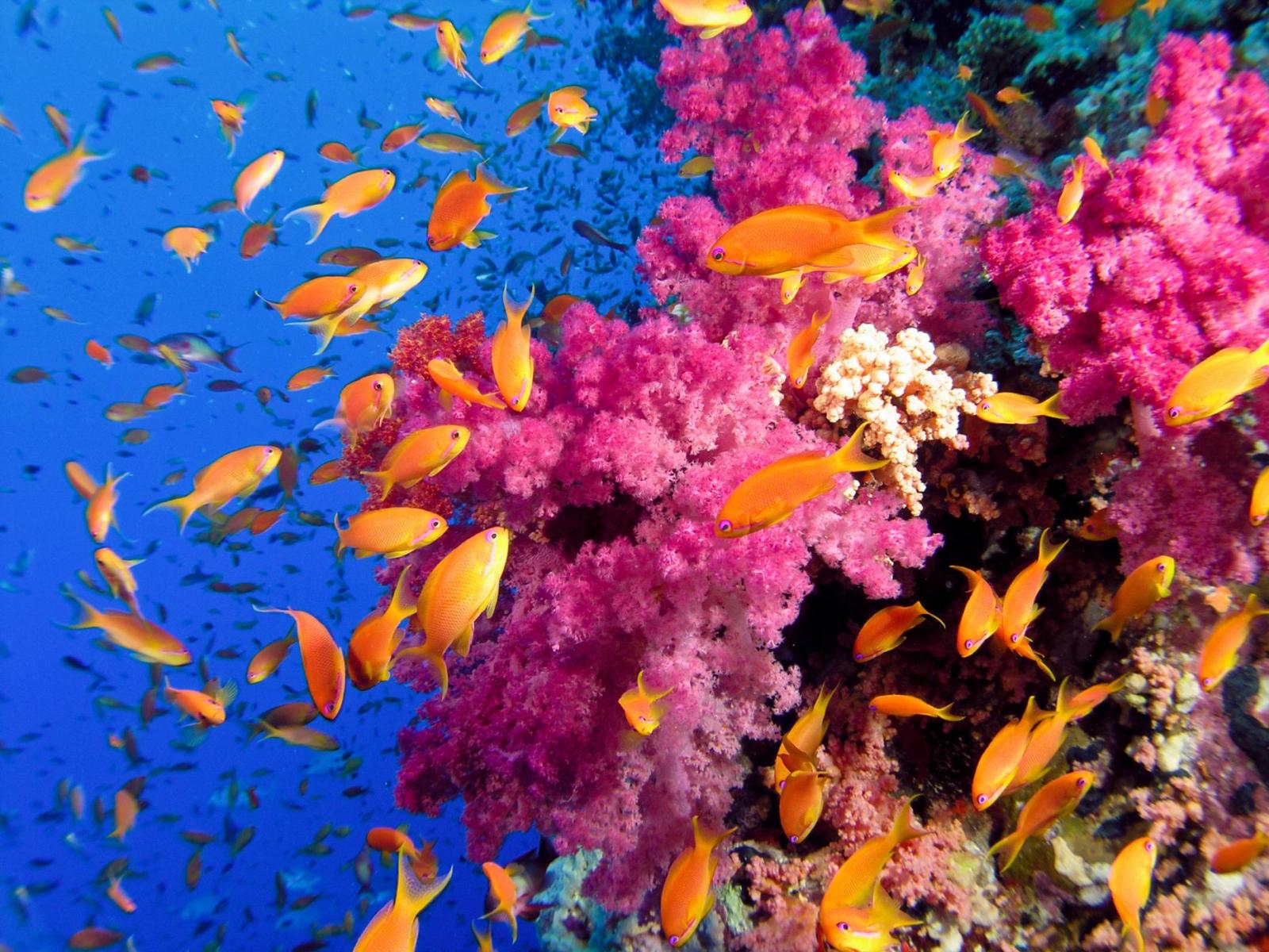 Krysy ničí korálové útesy: Více krys, méně ptáků, méně ryb | 100+1 ...