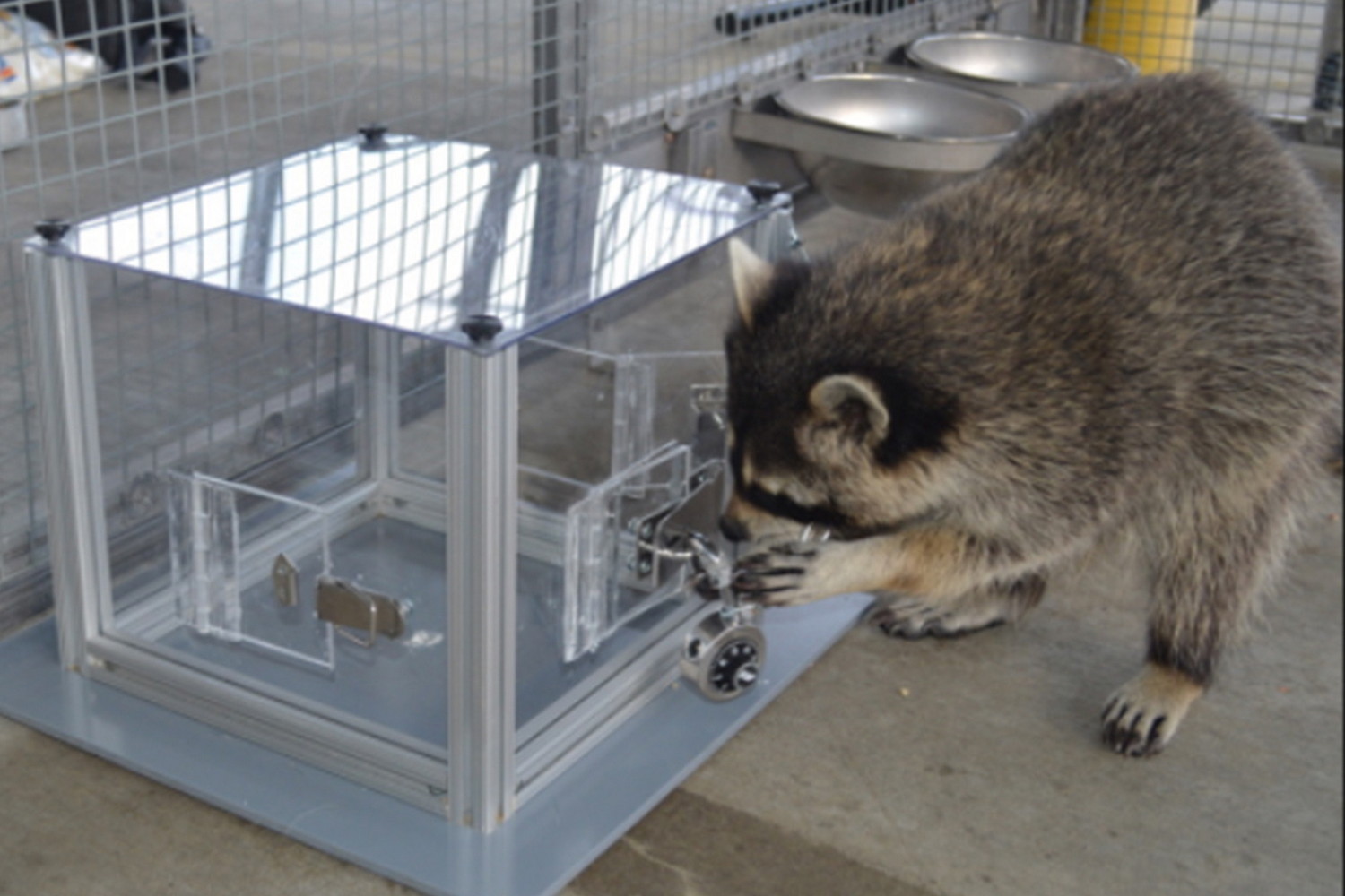 Mývalové trénují mozek řešením hlavolamů podobně jako lidé při křížovkách a sudoku, ukazuje studie