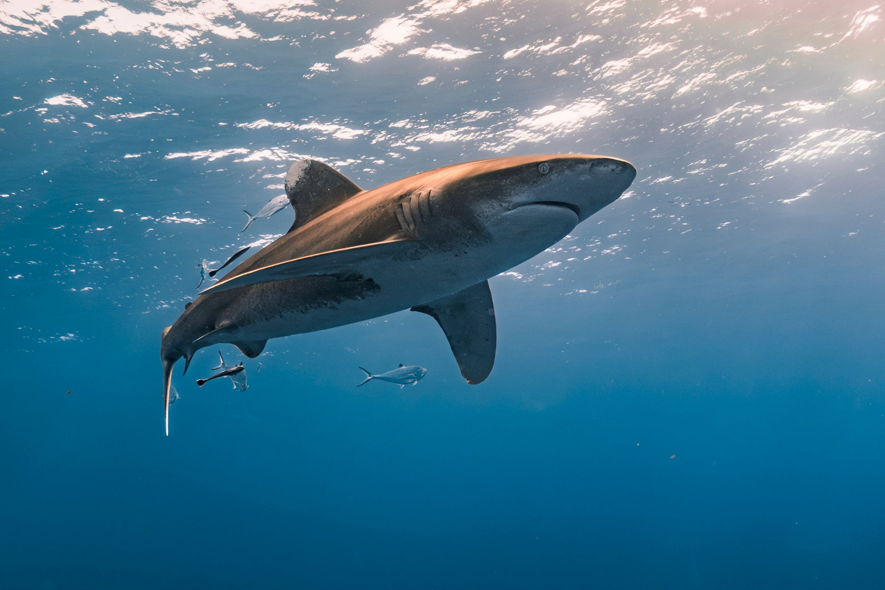 Nedávný výzkum odhalil, že žraloci na Bahamách mají ve svých tělech kokain, kofein a léky proti bolesti