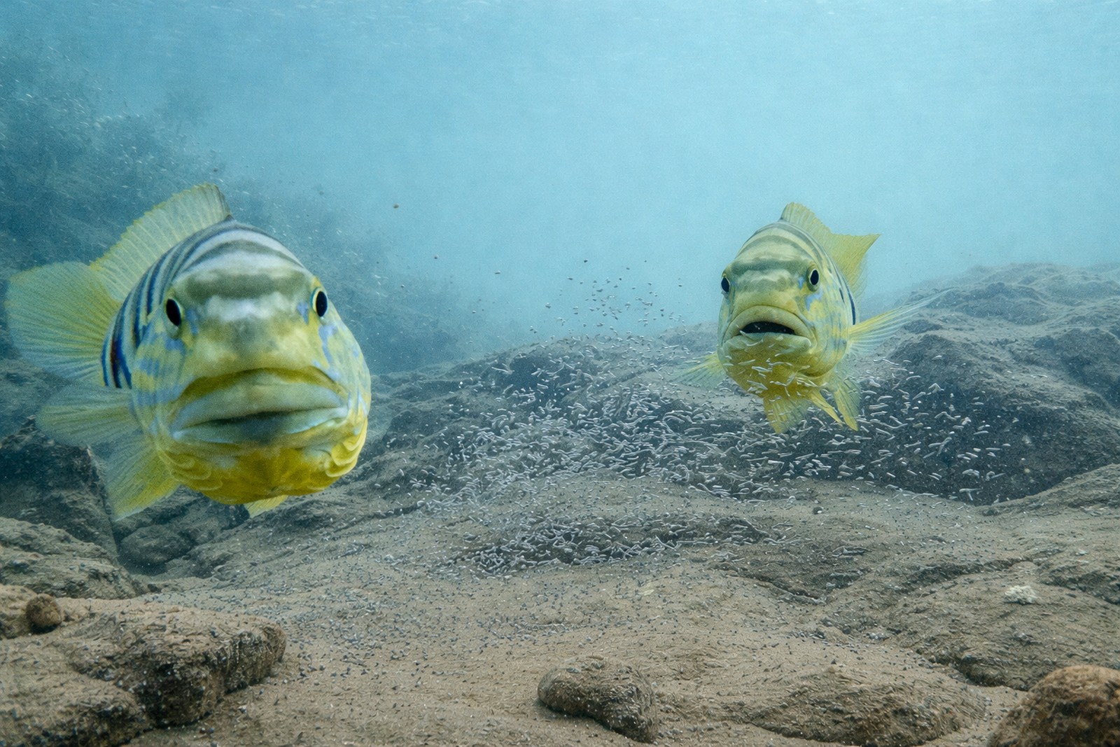 Pocit, že vás někdo sleduje, možná neznají jen lidé. Podle vědců ho dokážou vnímat i některé druhy ryb