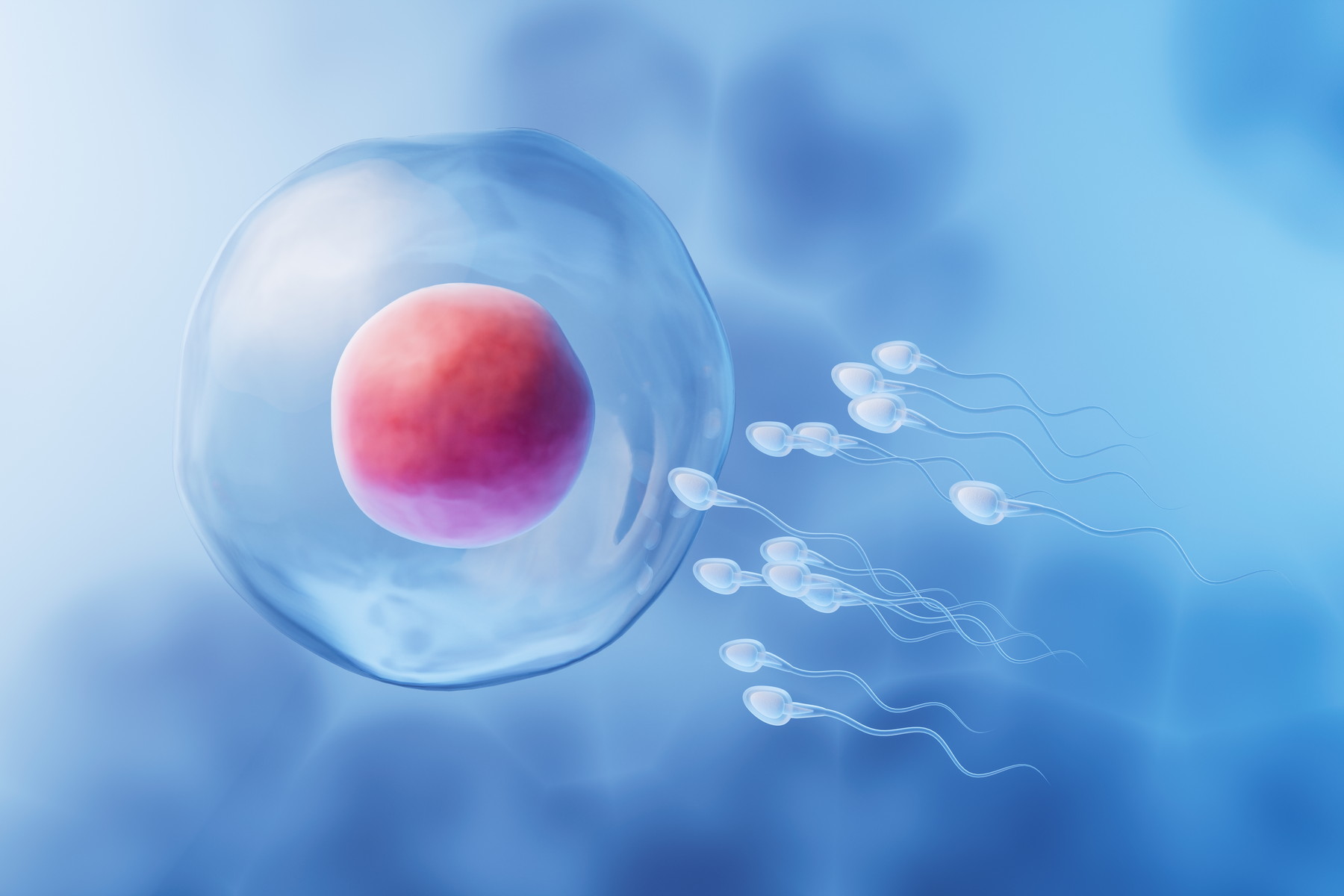 Nový experiment ukázal, že lidské spermie v prostředí mikrogravitace ztrácejí orientaci a hůř hledají vajíčko