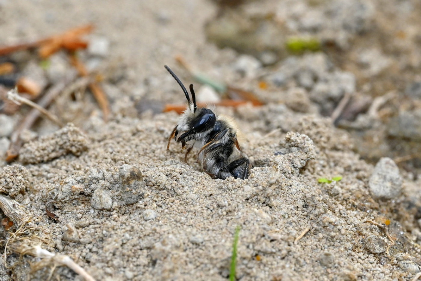 Pod hřbitovem v americké Ithace se ukrývá obrovské podzemní „město“. Žije v něm 5,5 milionu samotářských včel