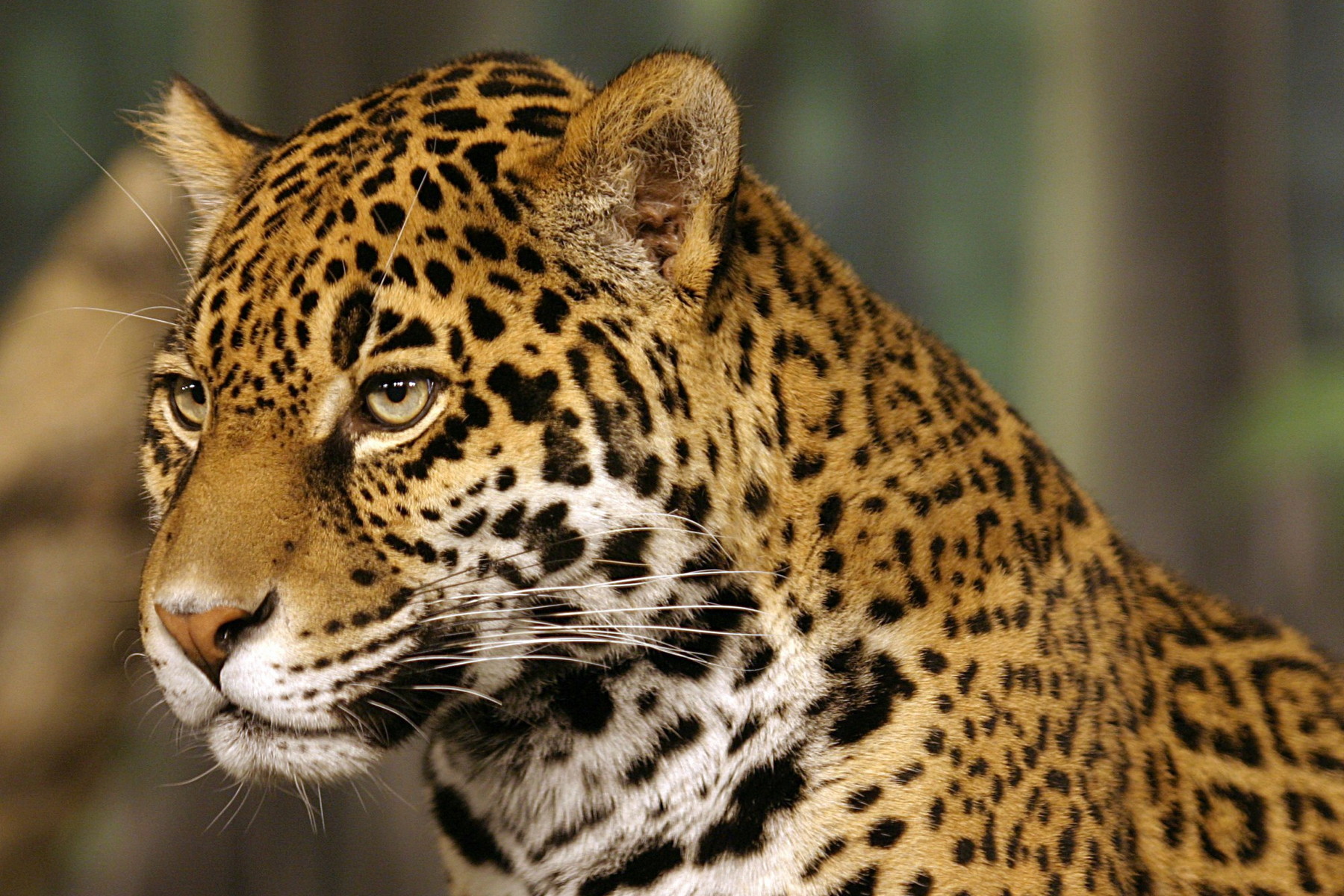 Fotopasti zachytily jaguára v honduraském pohoří Sierra del Merendón. Jde o první pozorování po deseti letech