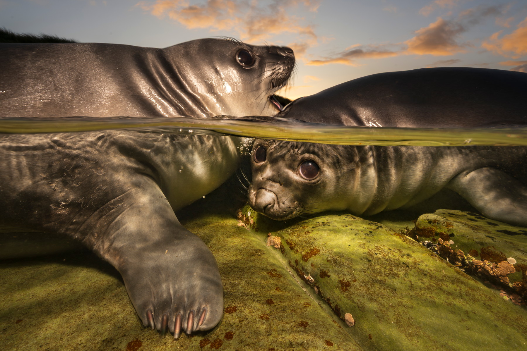 Unikátní snímky světa pod hladinou: To nejlepší z letošního ročníku soutěže Underwater Photographer of the Year