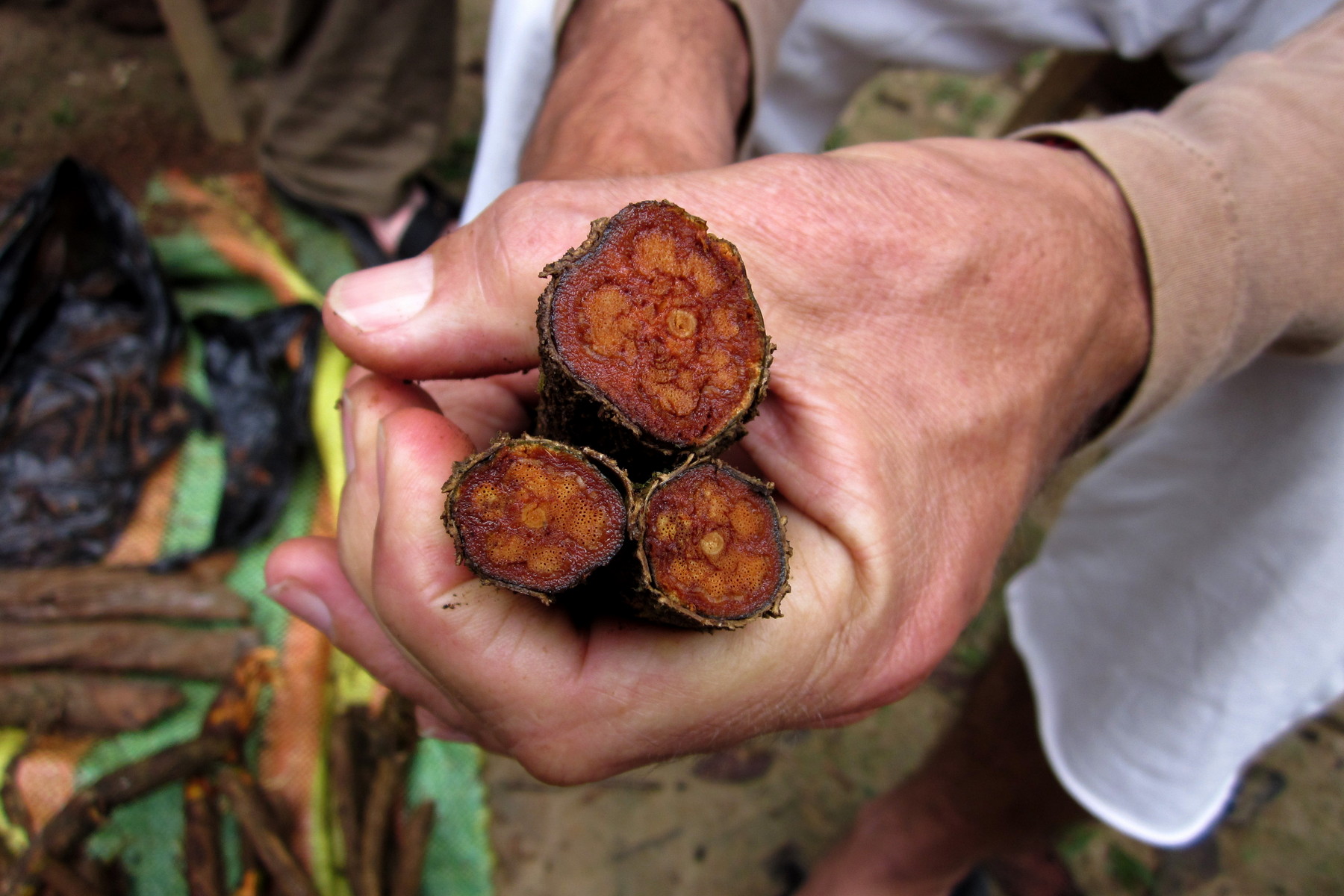 Zázrak jménem ayahuasca: Pralesní moudrost nebo moderní iluze?