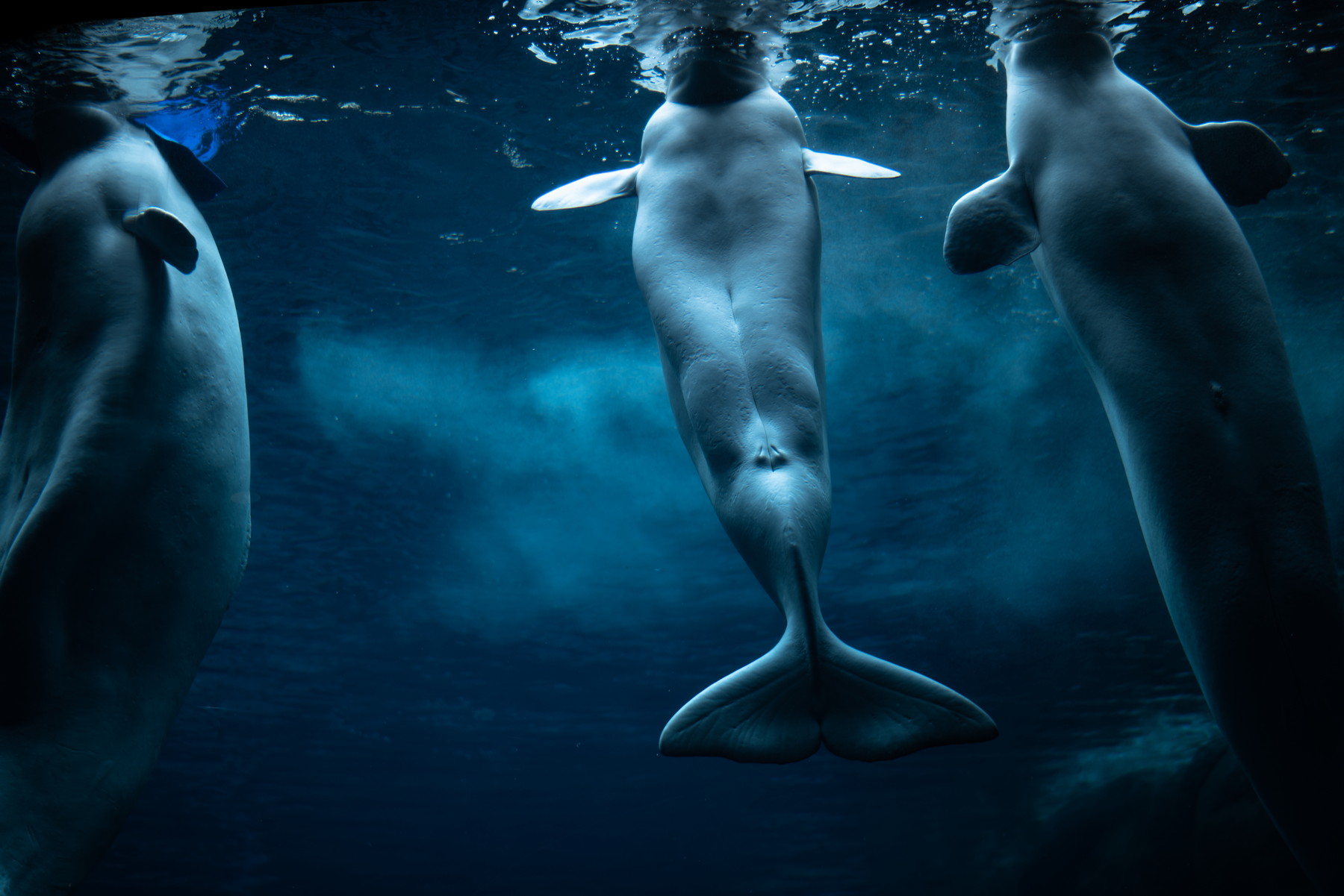 Hříčky přírody: Mořské panny, krakeni a další stvoření, která opravdu existují