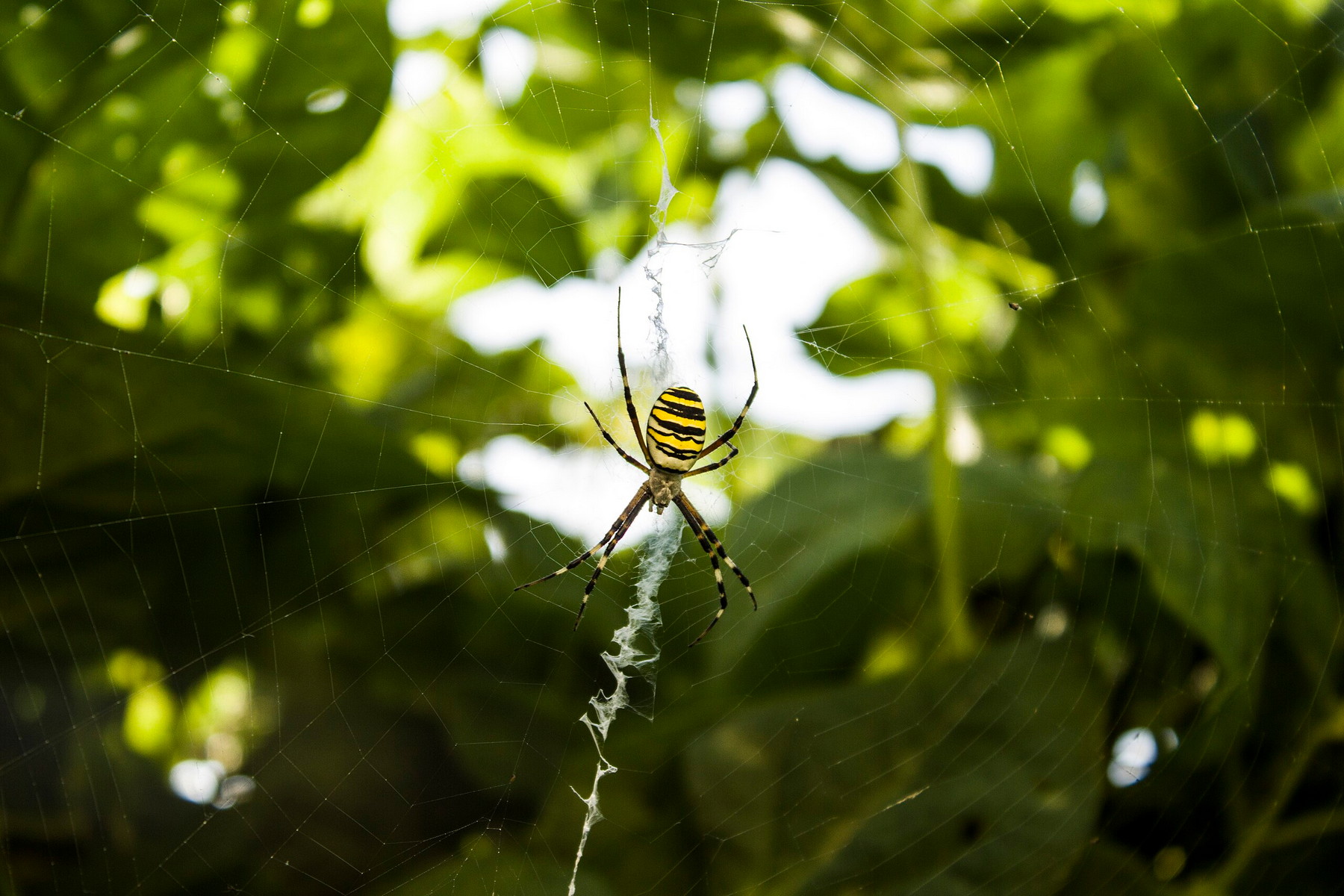 Vyzdobené pavoučí sítě mohou pomáhat pavoukům naslouchat pohybu kořisti