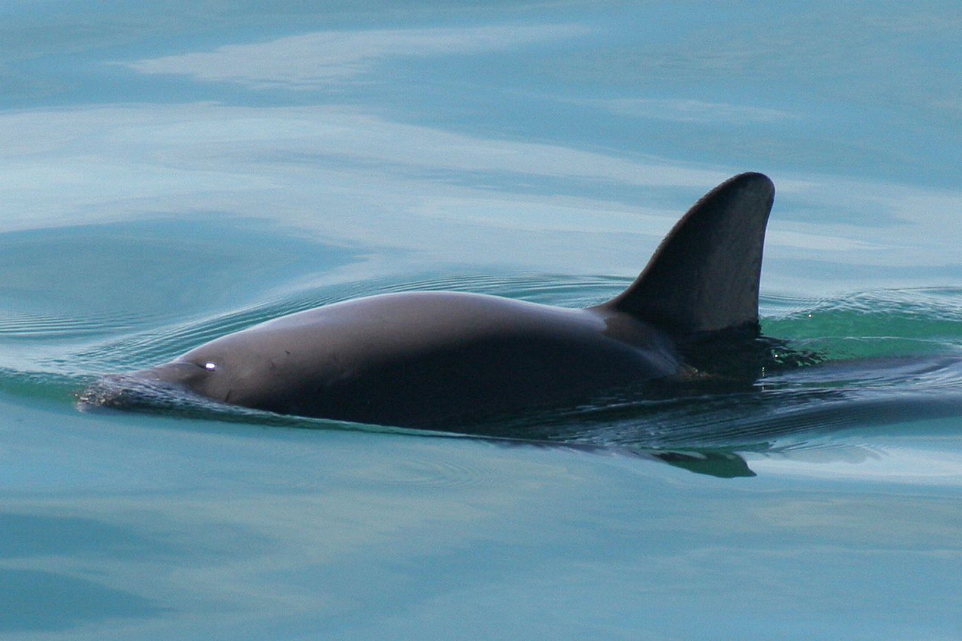 Malá jiskřička naděje pro kriticky ohrožené mořské savce