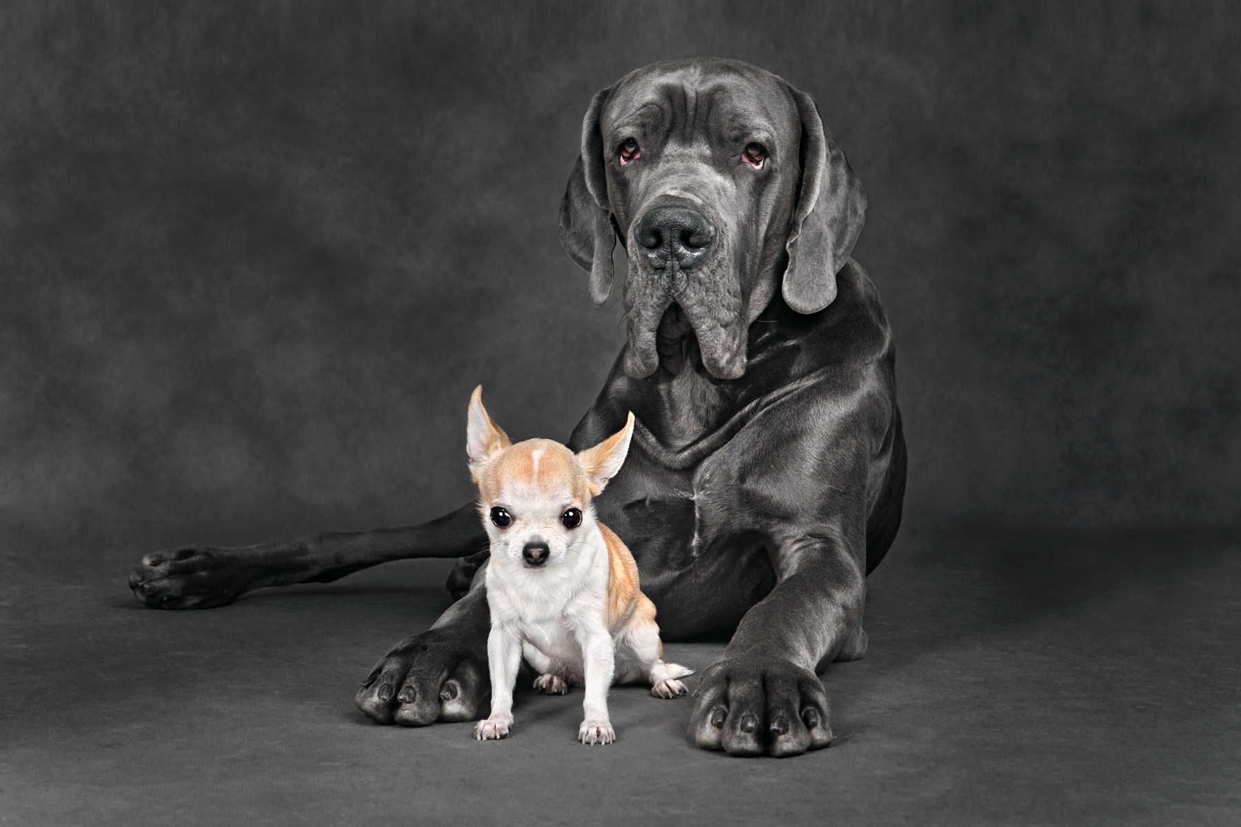 Rozmanitost psích plemen se vyvíjela dávno před buldoky a čivavami