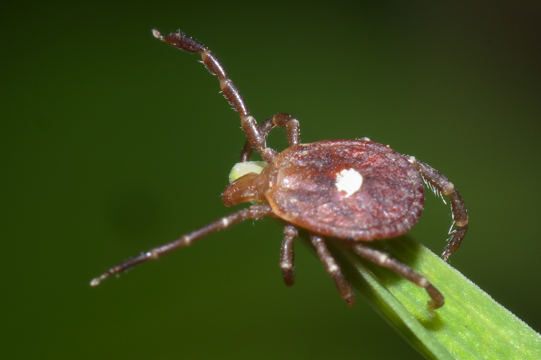 První potvrzené úmrtí na alergii vyvolanou klíštětem vzbuzuje obavy