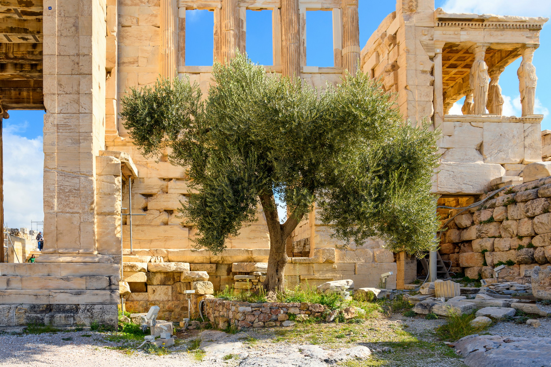 Stromy vyprávějící příběhy: Co odhalilo mapování starých olivovníků na Krétě