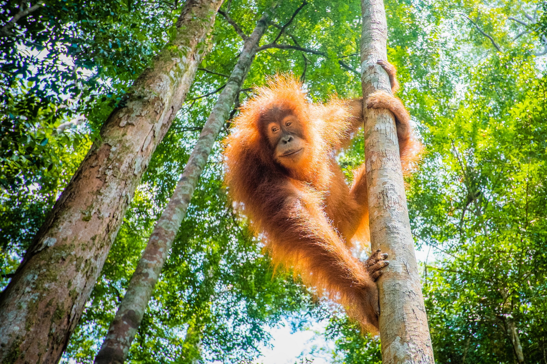 Ostrov Borneo: Zelené srdce Velkých Sund