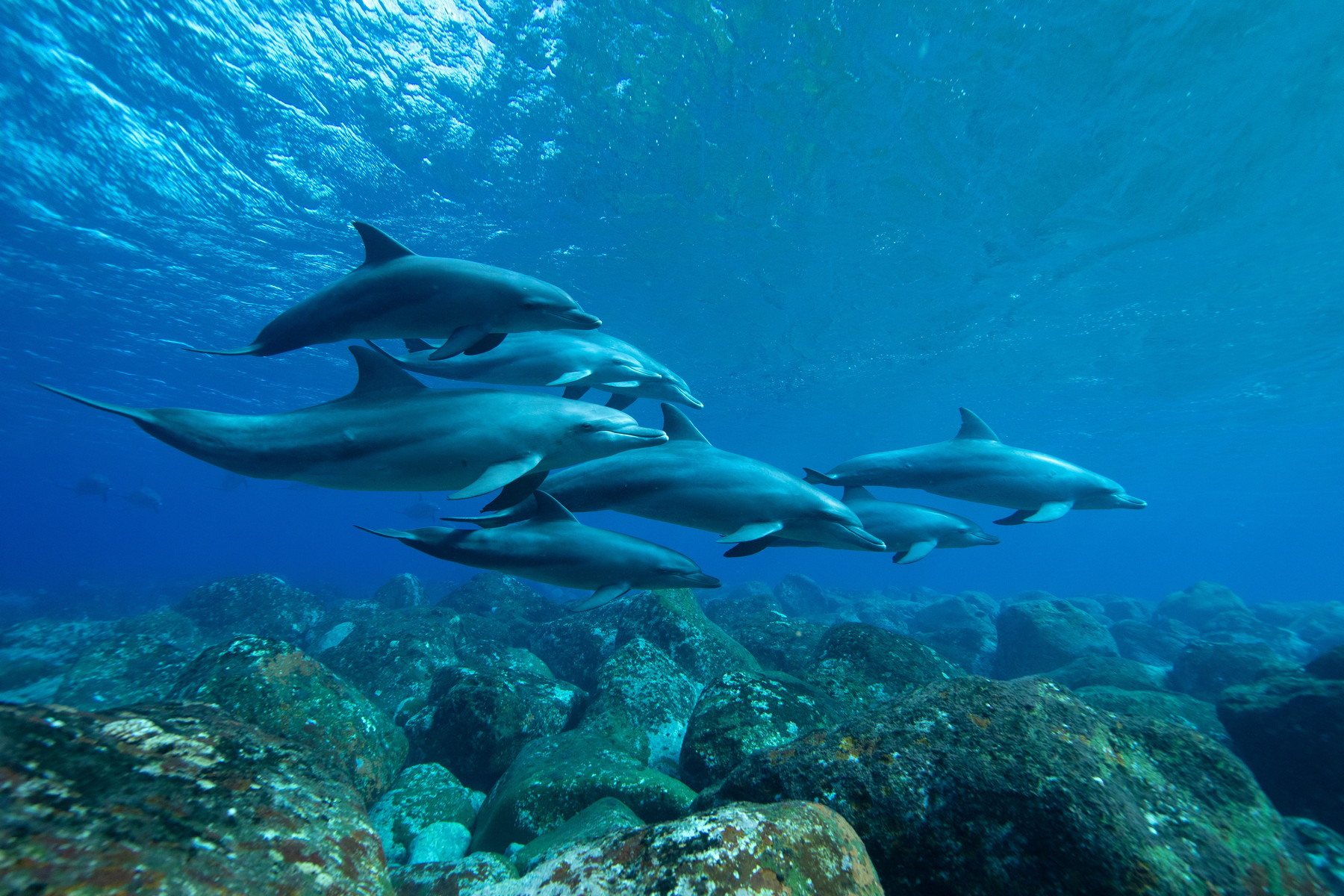 Kdo je kdo pod hladinou: Fascinující systém dorozumívání delfínů