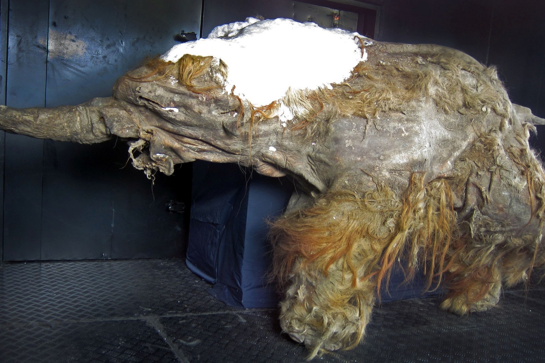 Nejstarší RNA na světě: Mamut ze Sibiře odhaluje tajemství doby ledové