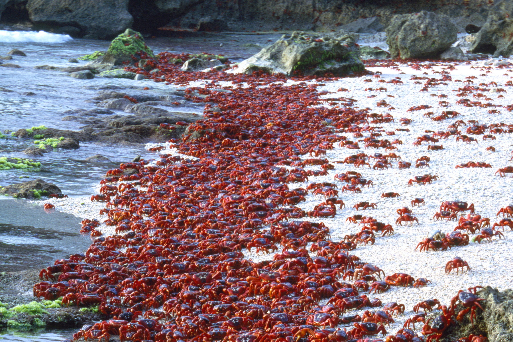 Migrace bez hranic: Která zvířata putují na největší vzdálenosti?