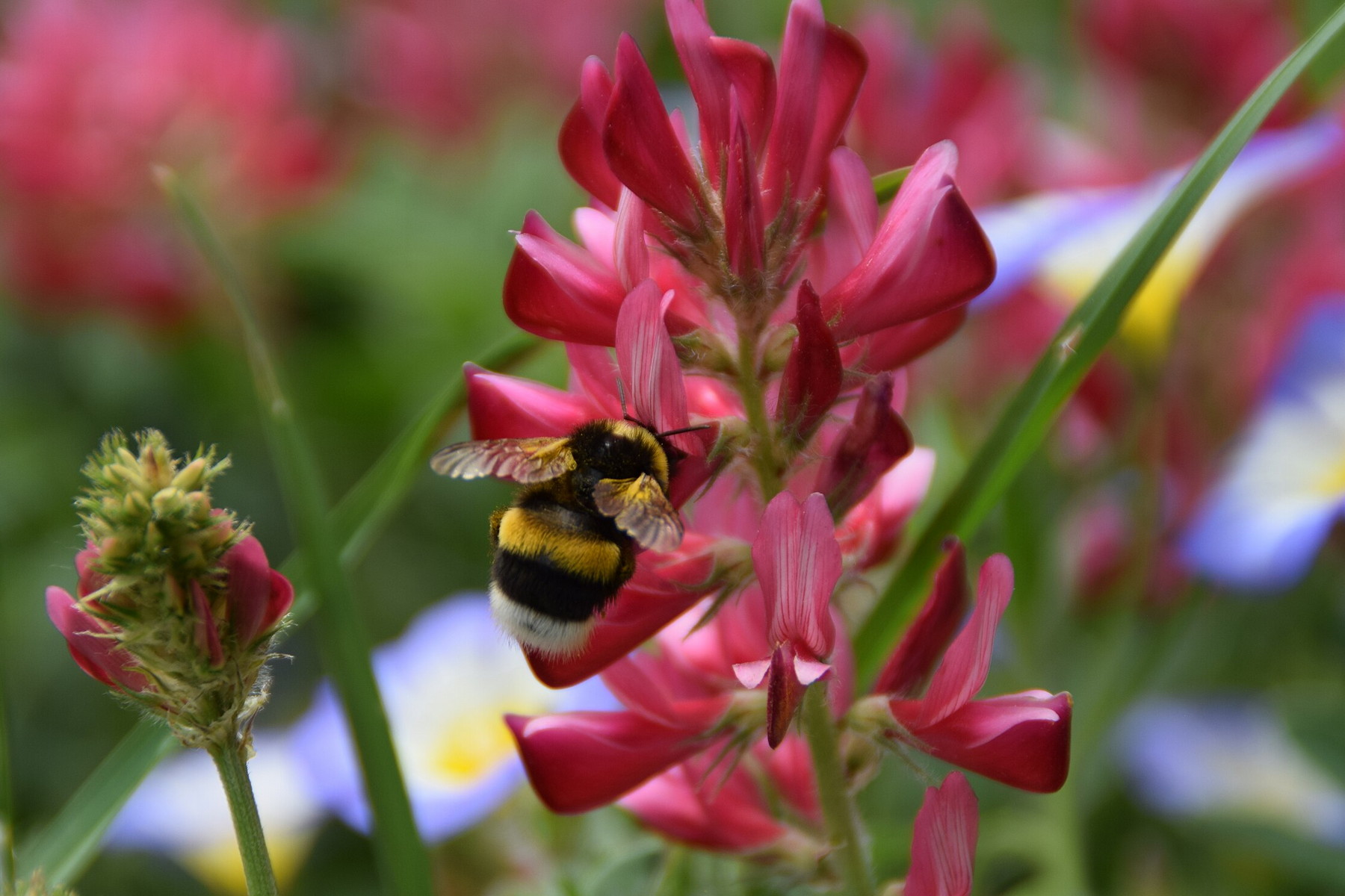 Nakažlivé emoce: I krátká vizuální interakce mění chování čmeláků
