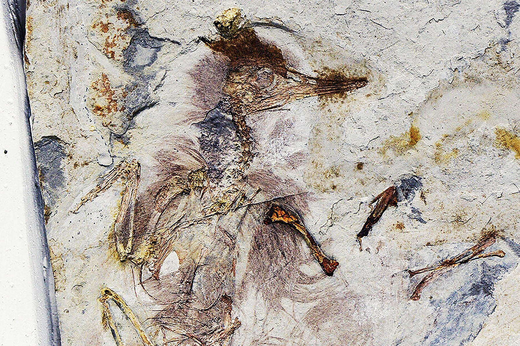 Fosilie plná kamení: Podivná smrt pravěkého opeřence zaskočila vědce