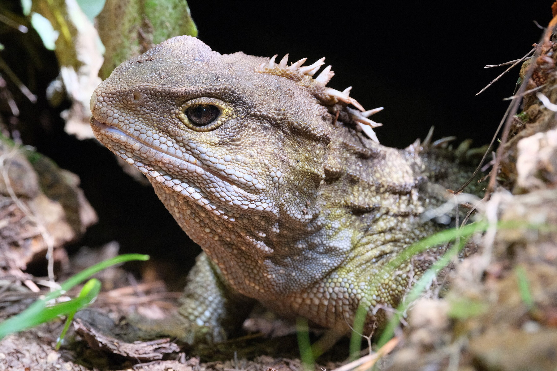 Plazí sexmise: Rostoucí teploty ohrožují budoucnost plazích populací