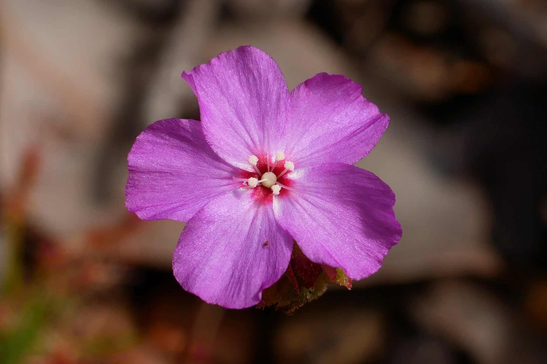 Poklad australské flóry: Biologové objevili poblíž Perthu vzácné masožravé rostliny