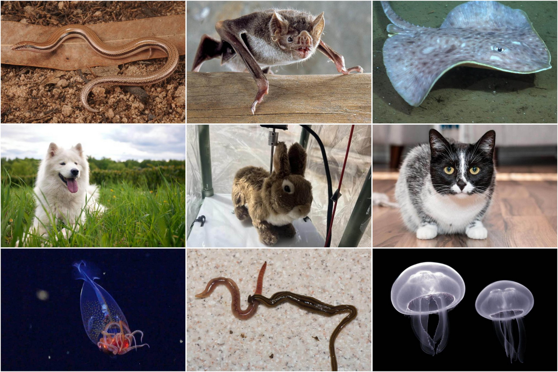 Zázraky a hrozby přírody: Letošní nejčtenější články ze světa fauny a flóry