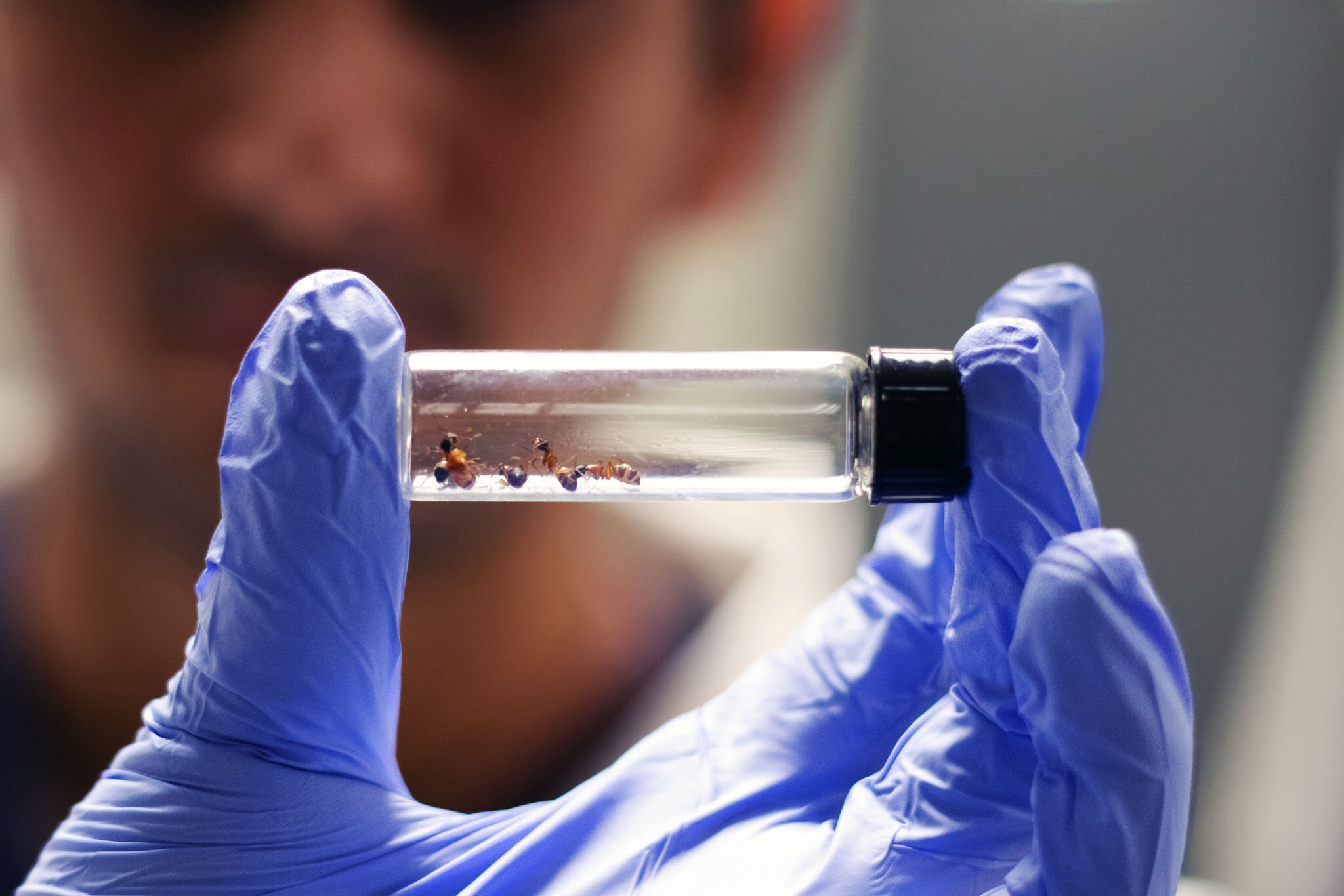 Inspirace z mraveniště: Přírodní antibiotika fungují i tam, kde ta lidská selhávají