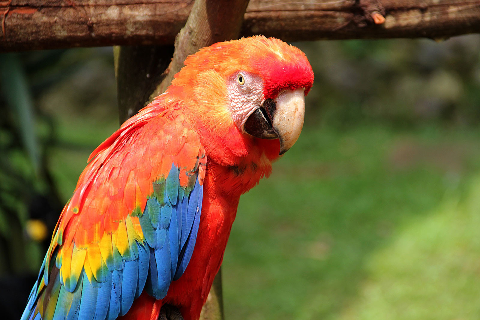 Exotičtí opeřenci z Pueblo Bonito: Archeologové odhalují rituální chov papoušků