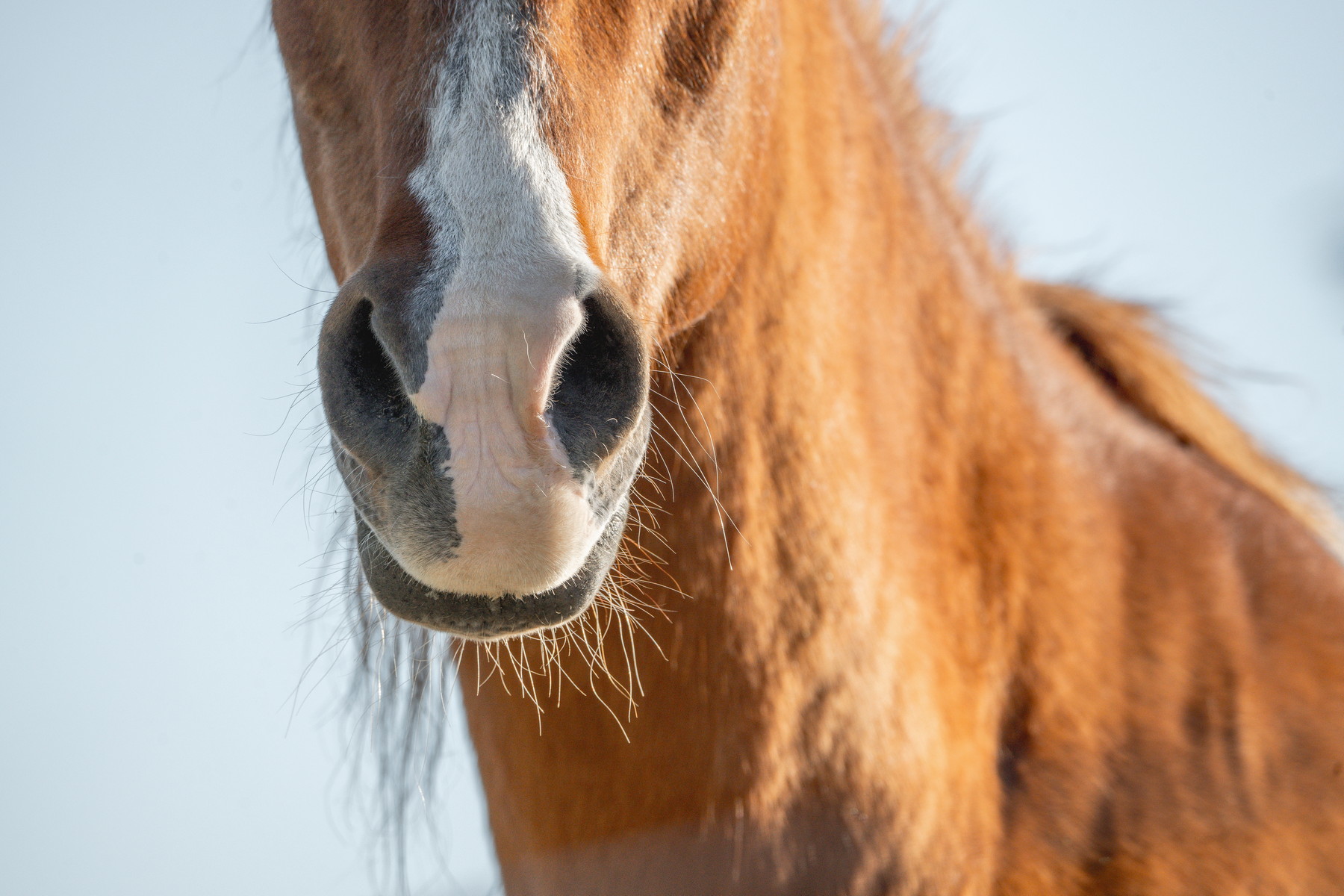 Koně cítí lidský strach: Experiment odhaluje, jak lidský pach mění chování zvířat
