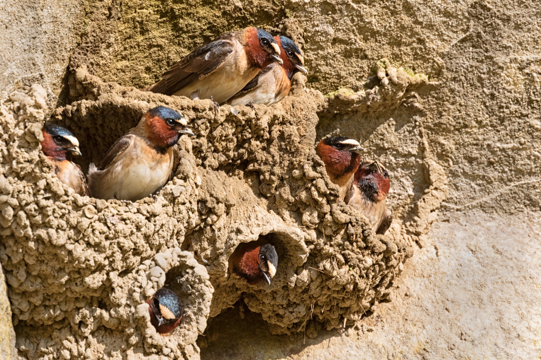 Když příroda zrychlí: Příběhy bleskové evoluce v moderním světě