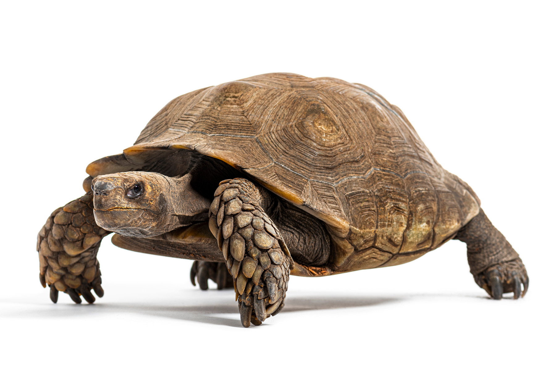 Příběh české želvy: Předci dnešních obřích želv kdysi obývali českou kotlinu