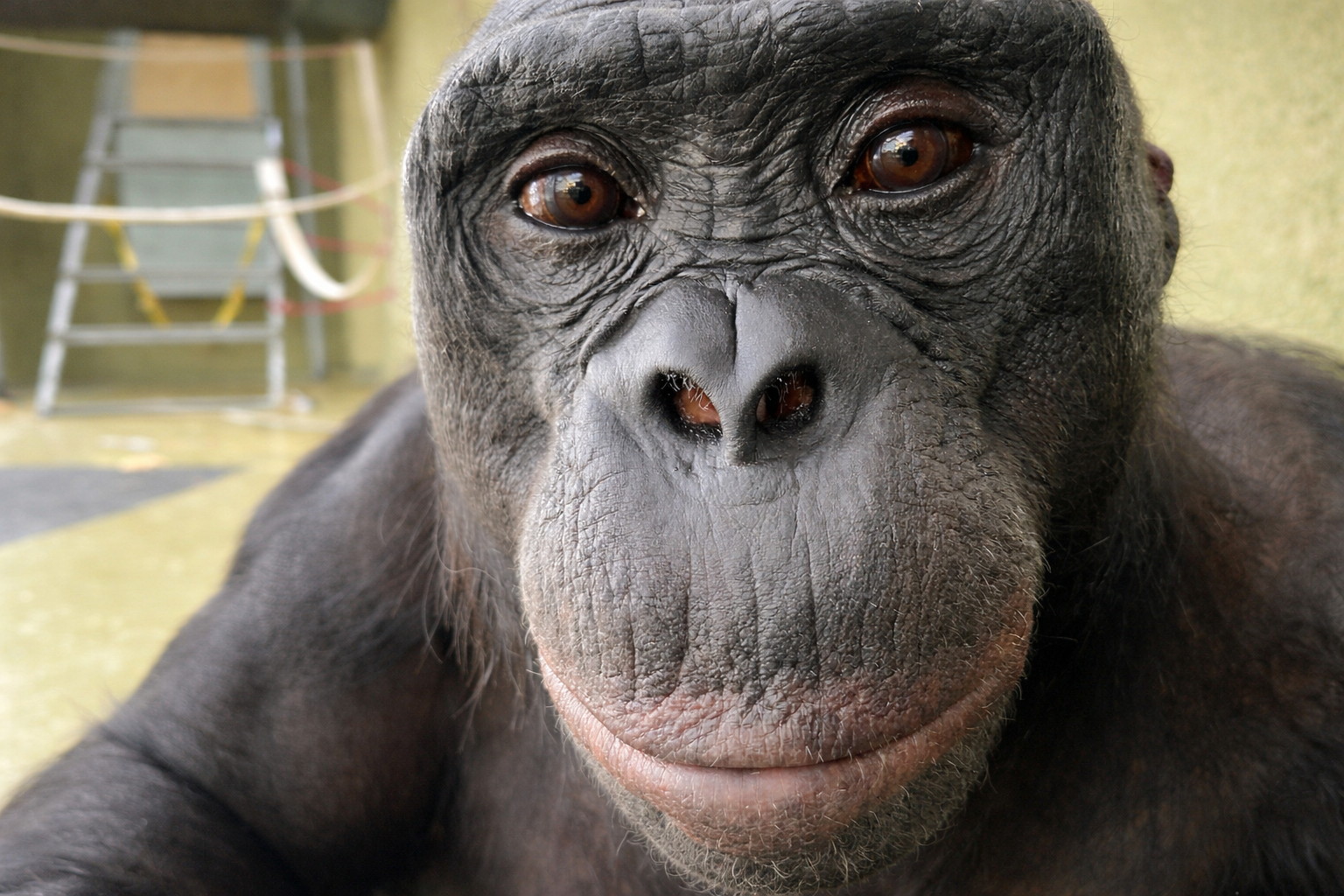 Imaginární džus a skutečná otázka: Jsme opravdu jediný druh s představivostí?