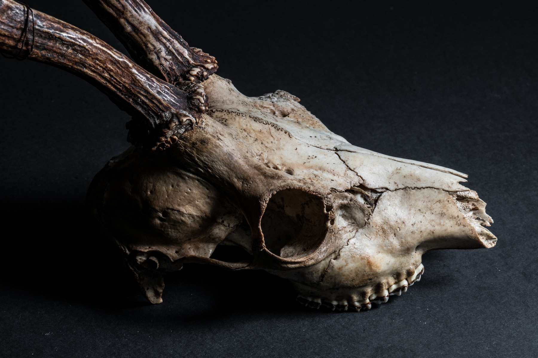 Když pole potkala les: Kulturní výměna na úsvitu evropského zemědělství