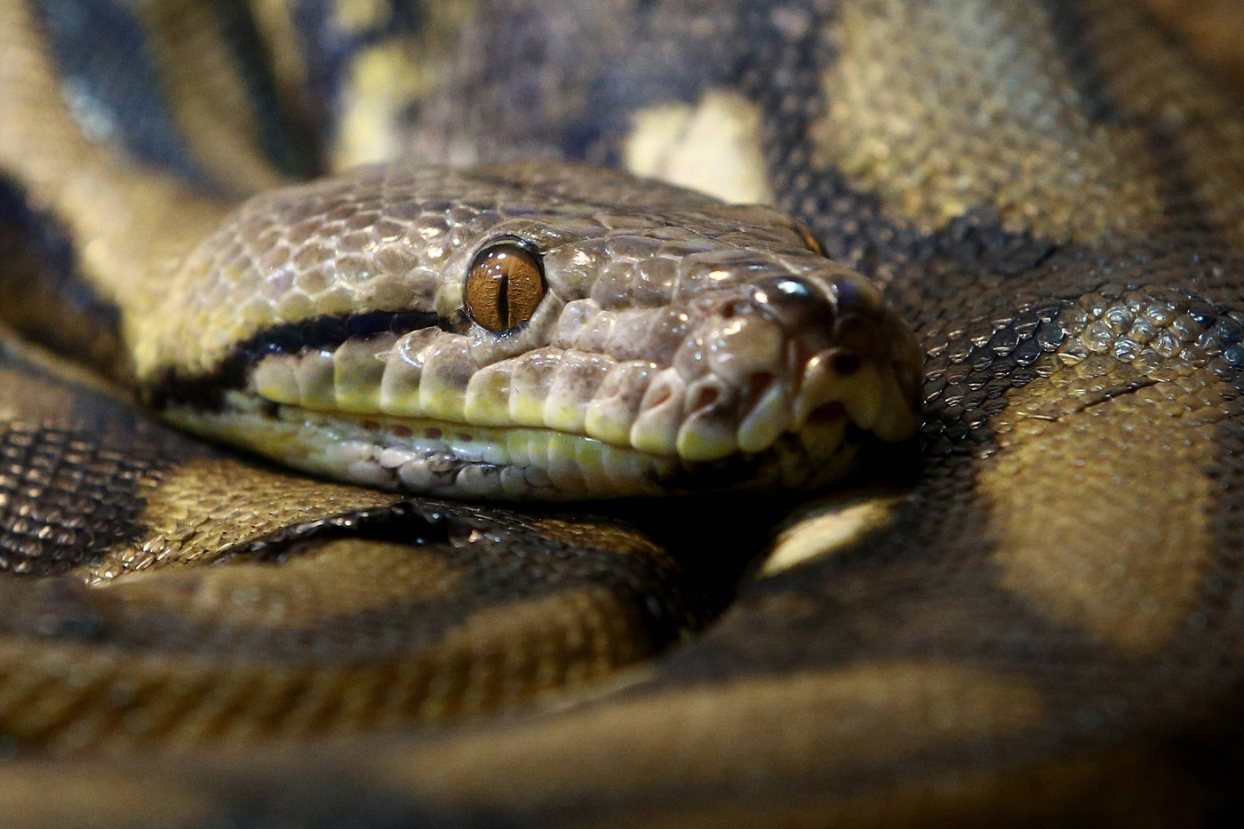 Baronka ze Sulawesi: Nejdelší známý divoký had současnosti měří 7,22 metru