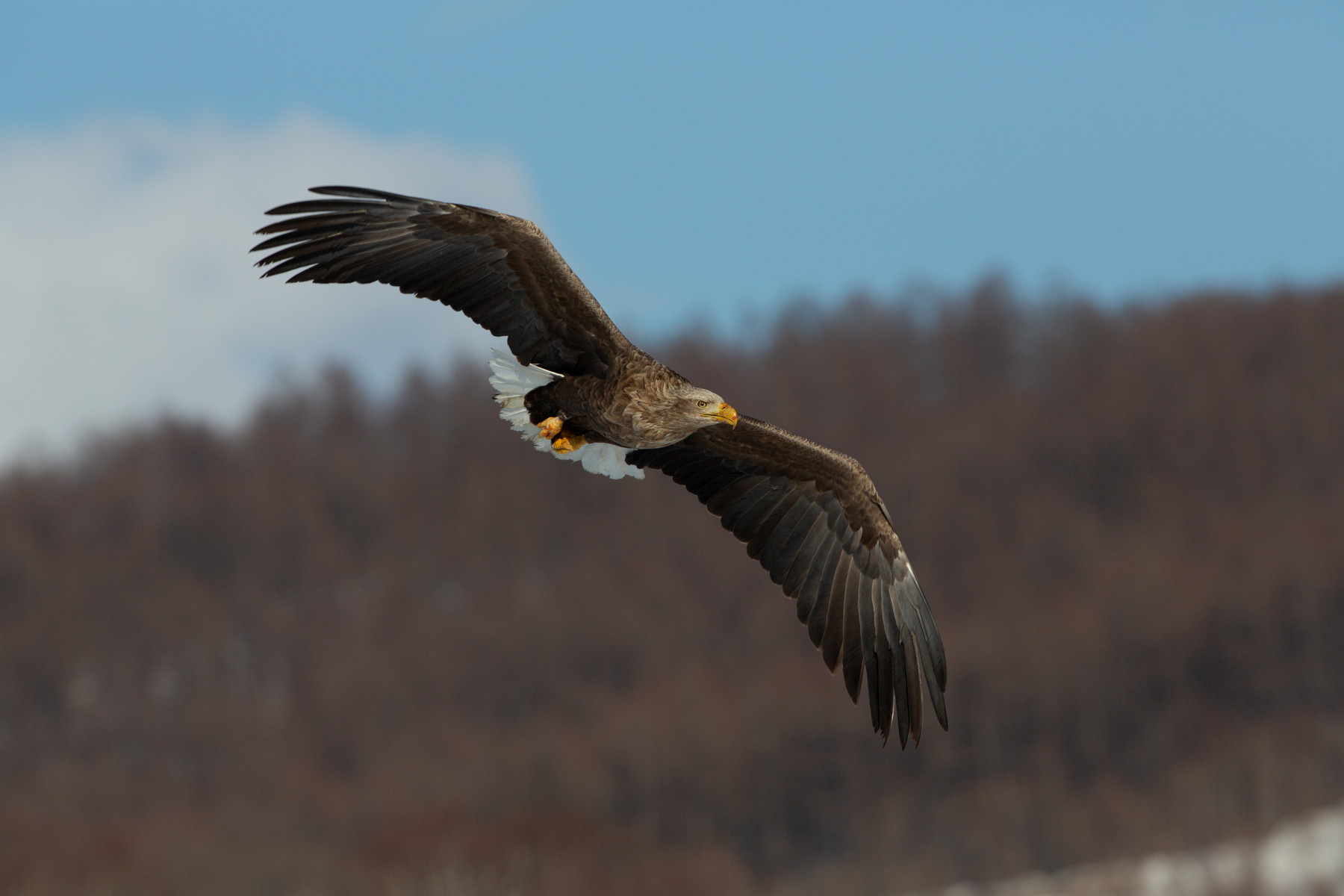 Zamilovaní vládcové zimní oblohy: Nebeský balet orlů mořských