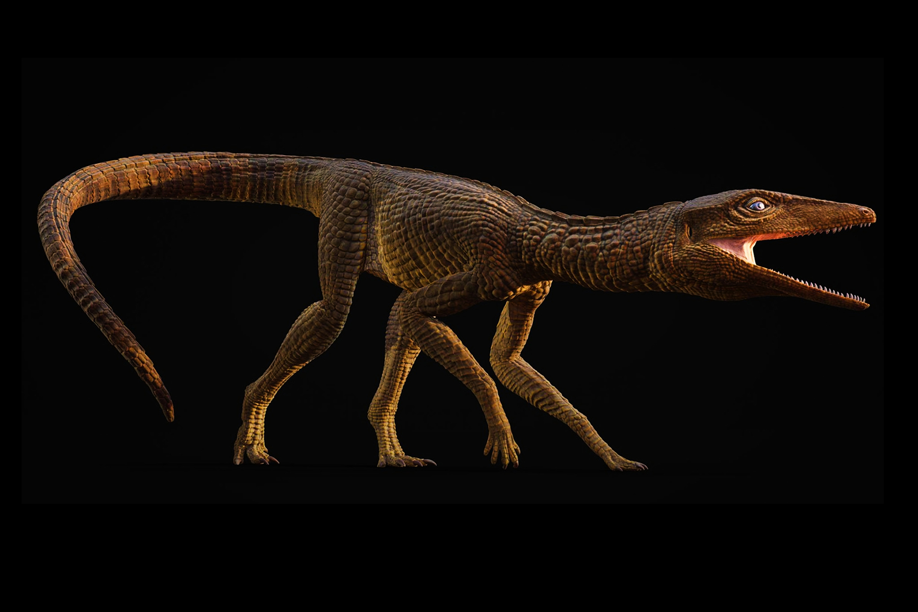 Štíhlý běžec z triasu: Dávný příbuzný krokodýlů překvapil vědce