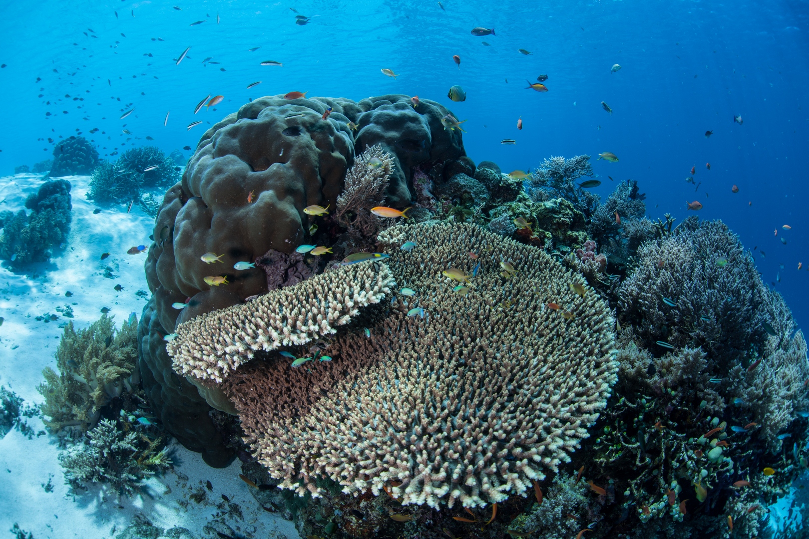 Národní park Komodo