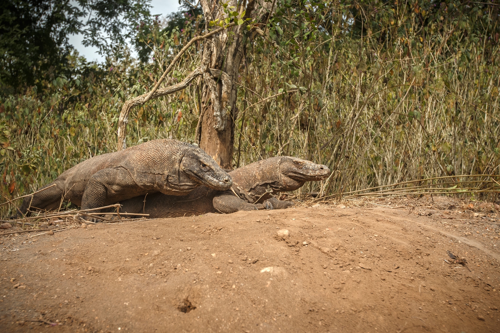 Národní park Komodo
