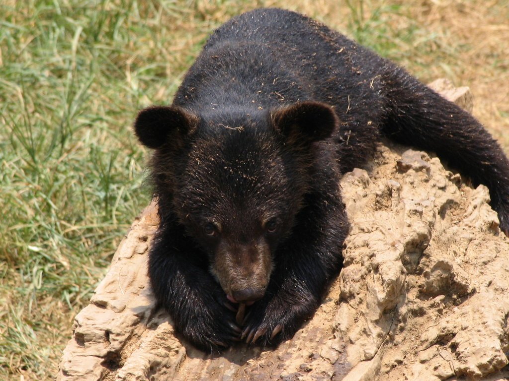 Medvěd ušatý