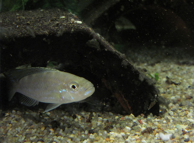 Cichlida Perissodus microlepis
