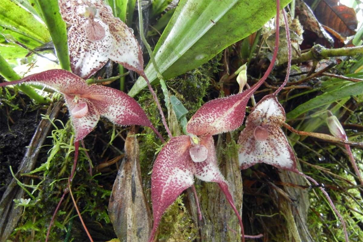 Orchidej Dracula