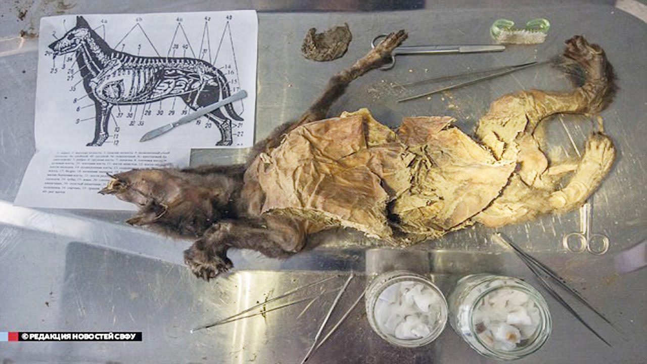 Čtvrtohorní štěně