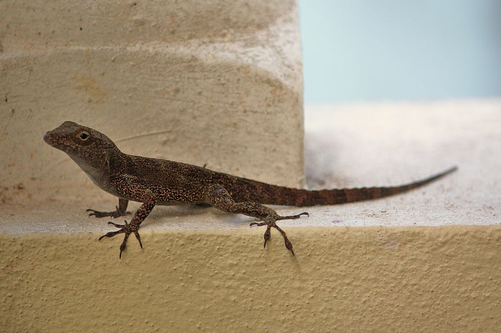 Anolis chocholkatý
