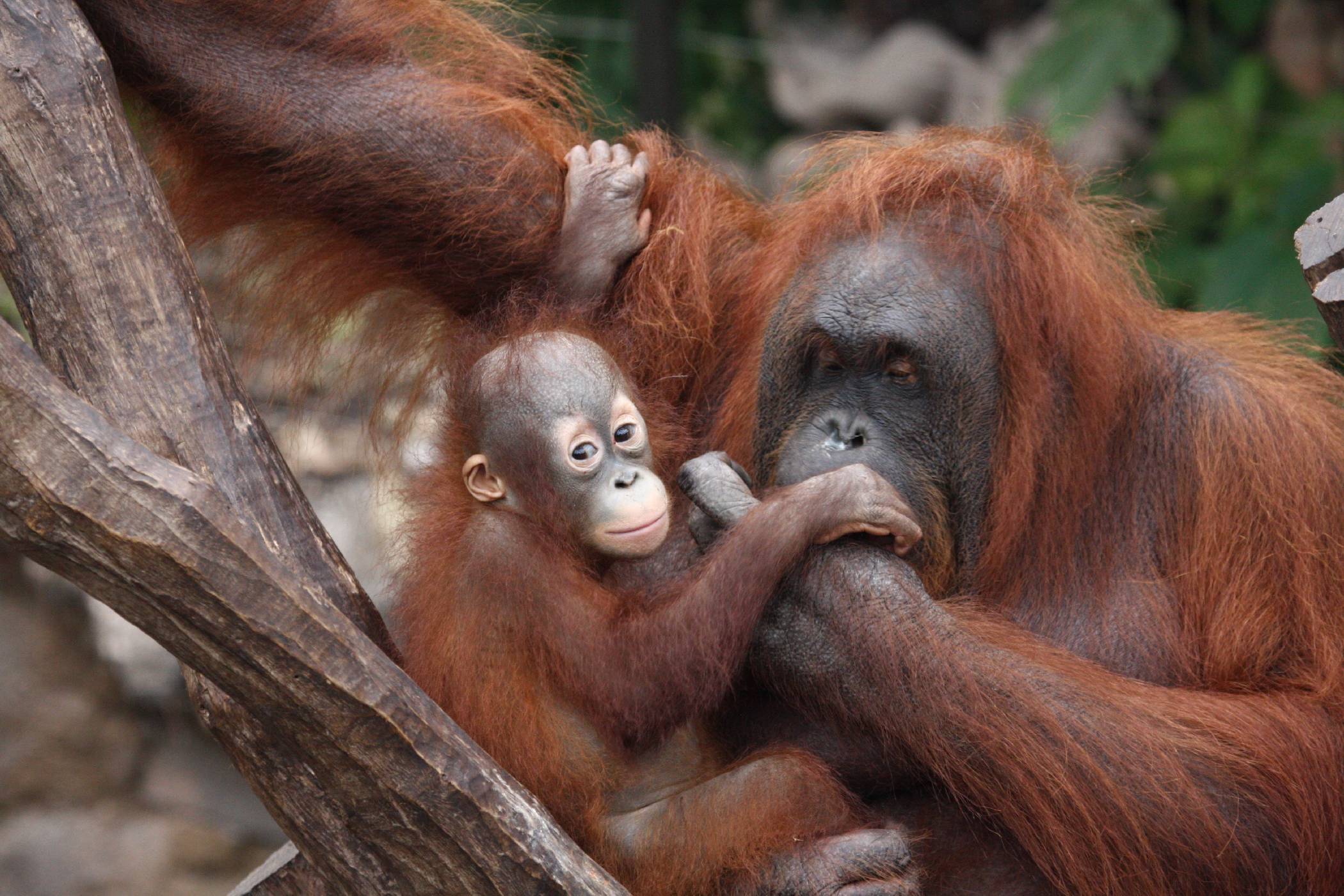 Samice orangutana s mláďetem