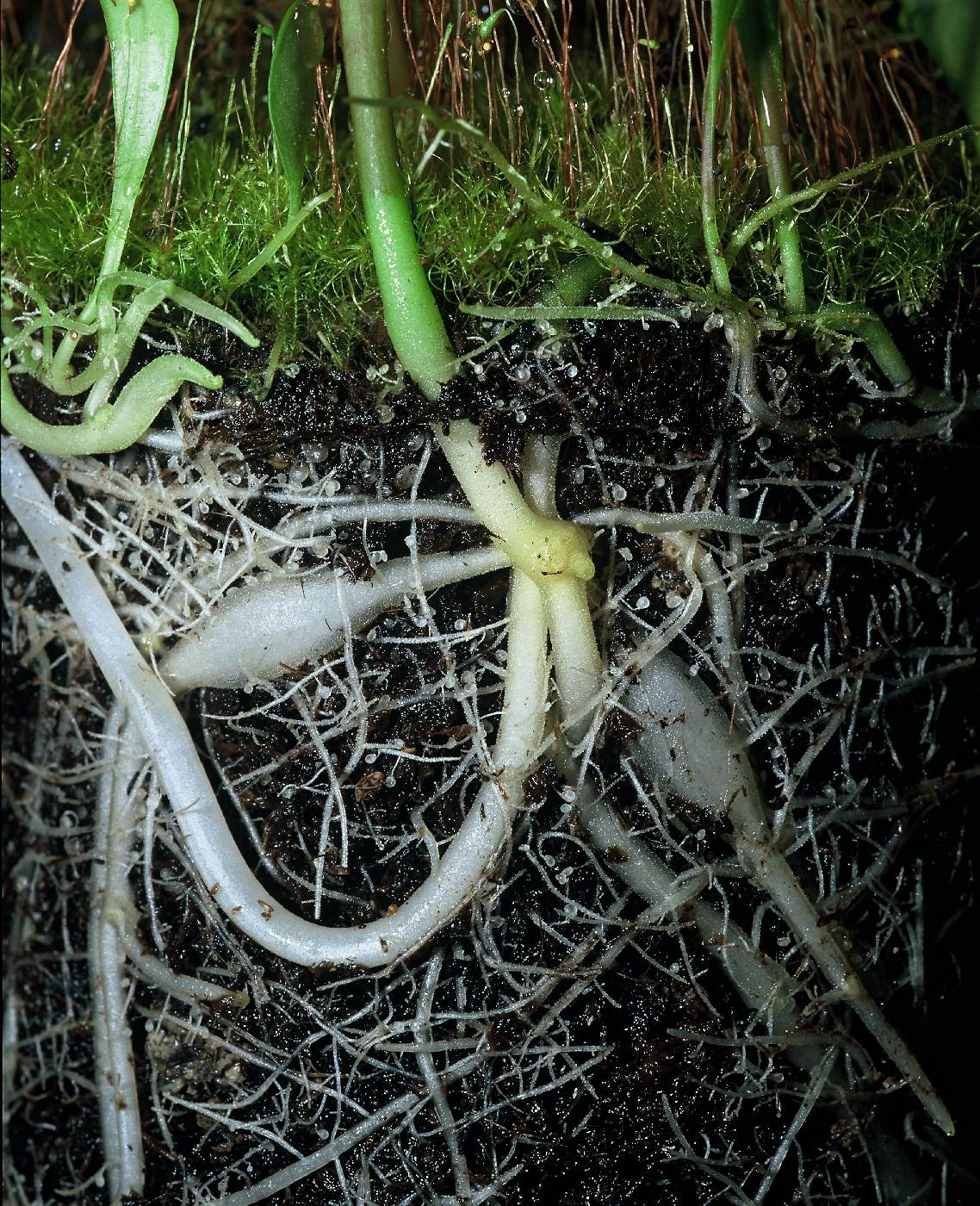 Bublinatka U. alpina
