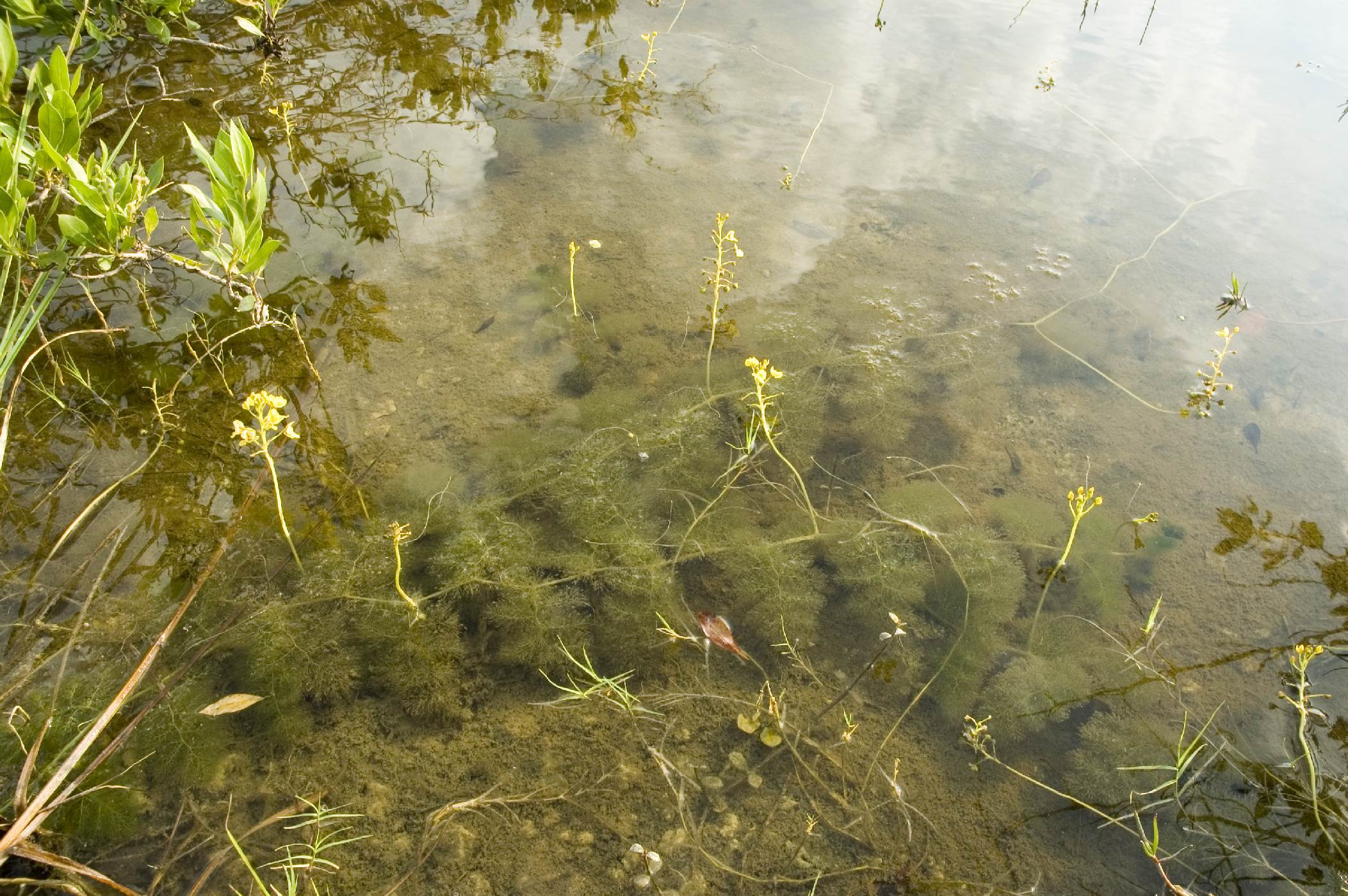Bublinatka U. Foliosa