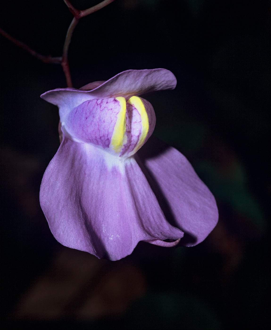 Bublinatka U. humboldtii