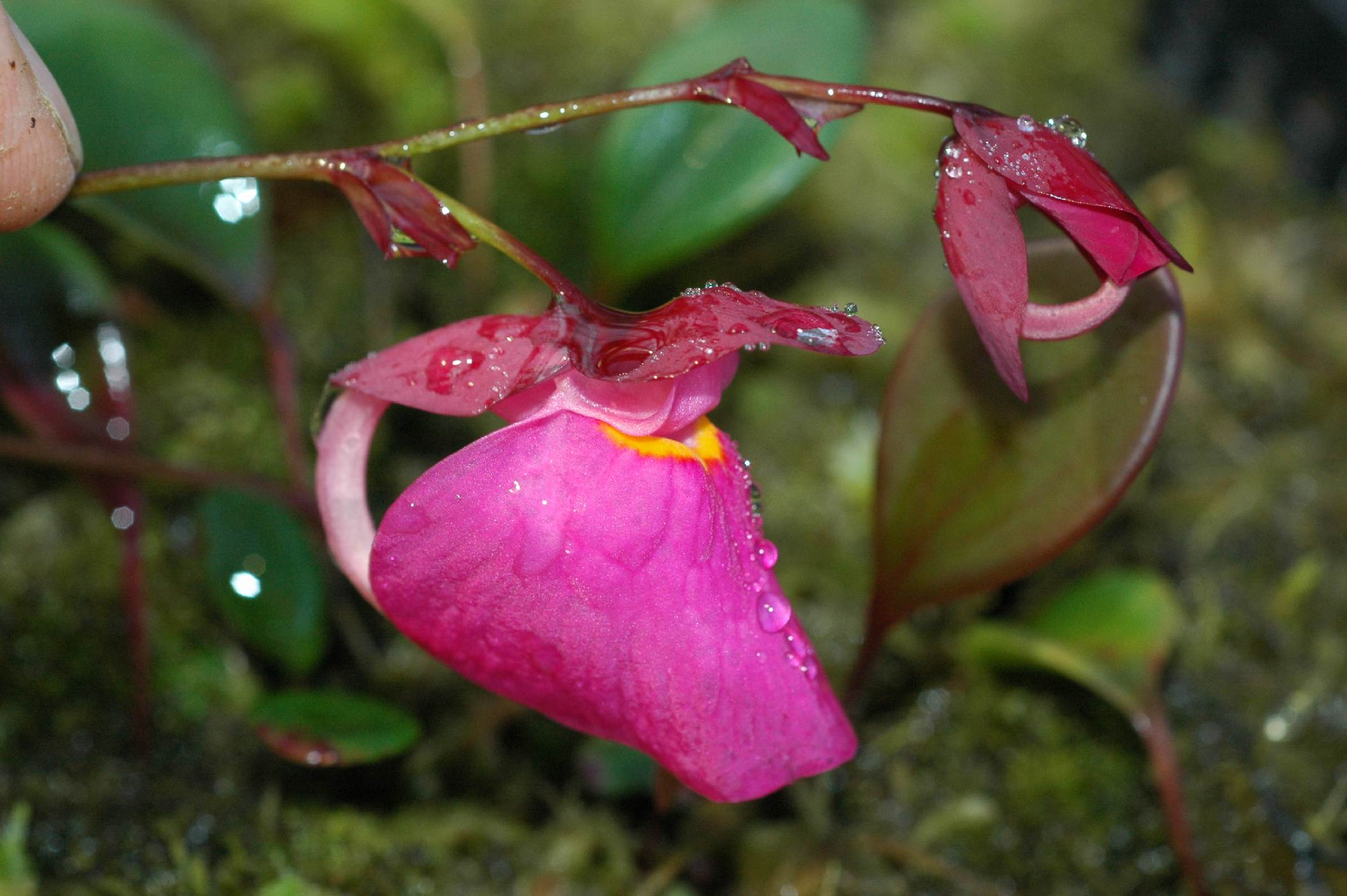 Bublinatka U. quelchii